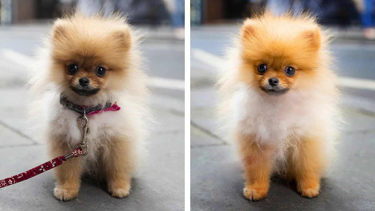 PSE-Perfect Pet Pics © Adobe