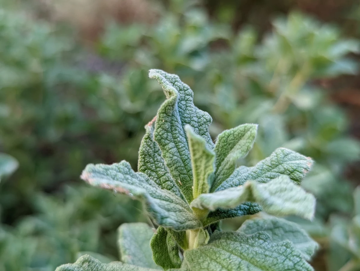 Google Pixel 6 Pro test © © Pierre Crochart pour Clubic