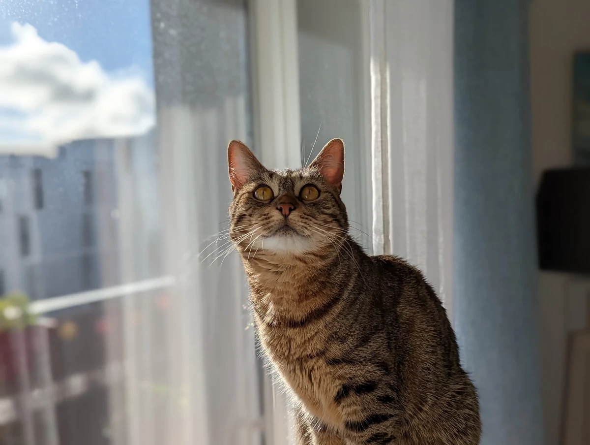 iPhone 13 Pro Pixel 6 Pro comparo photo © © Pierre Crochart pour Clubic