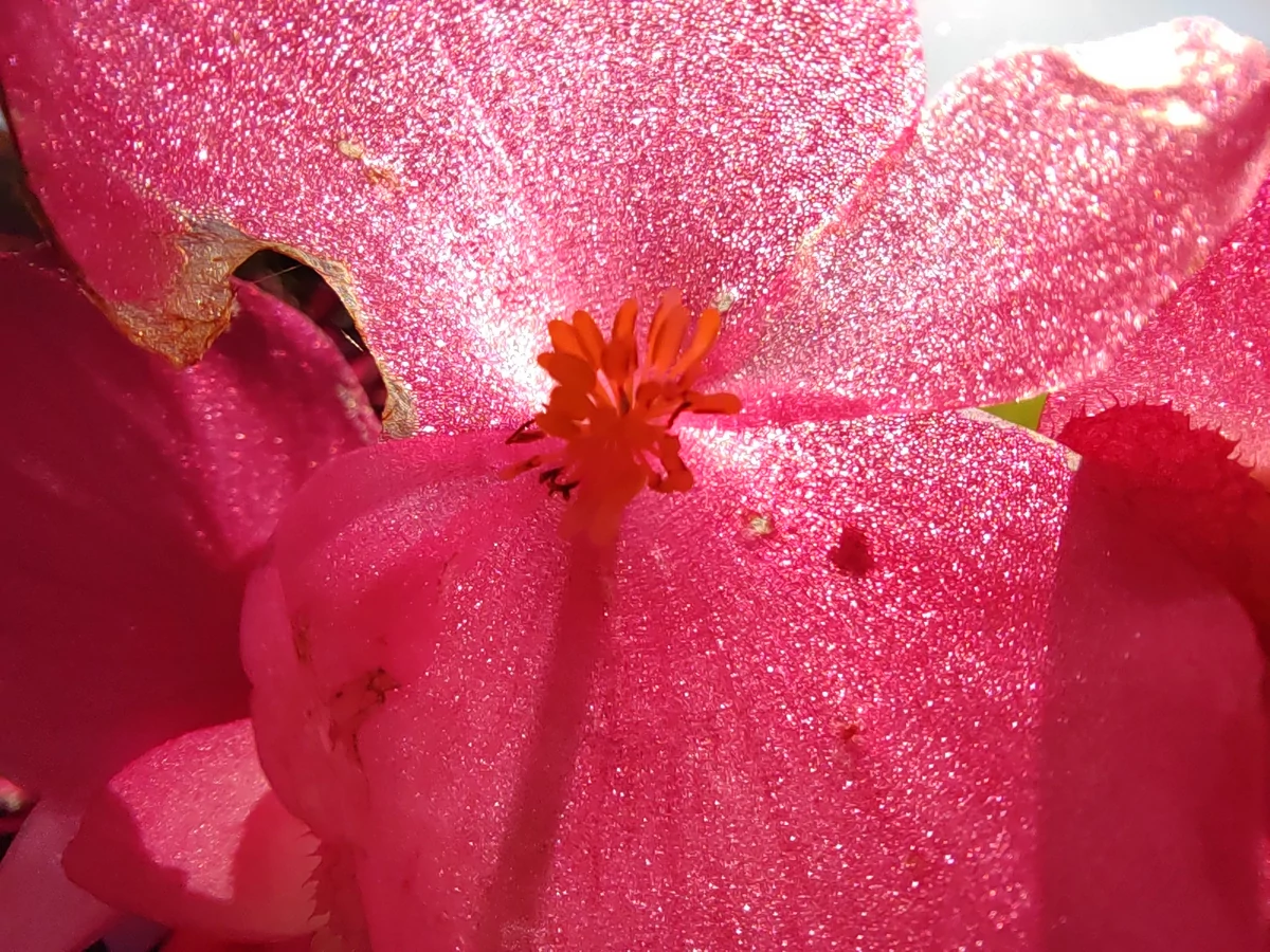 photo macro honor 50
