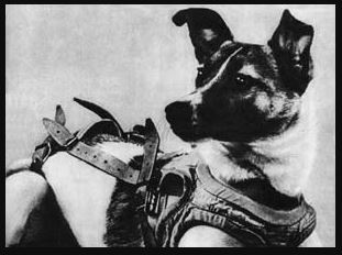 Laika chien espace spoutnik 2 © URSS/DR