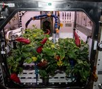 Des piments doux à foison ! Une nouvelle récolte record au sein de l'ISS