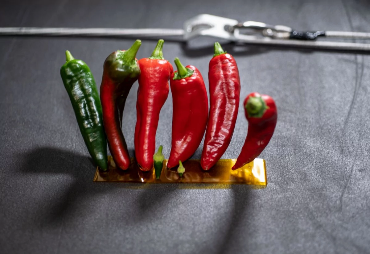 ISS APH production piments © NASA