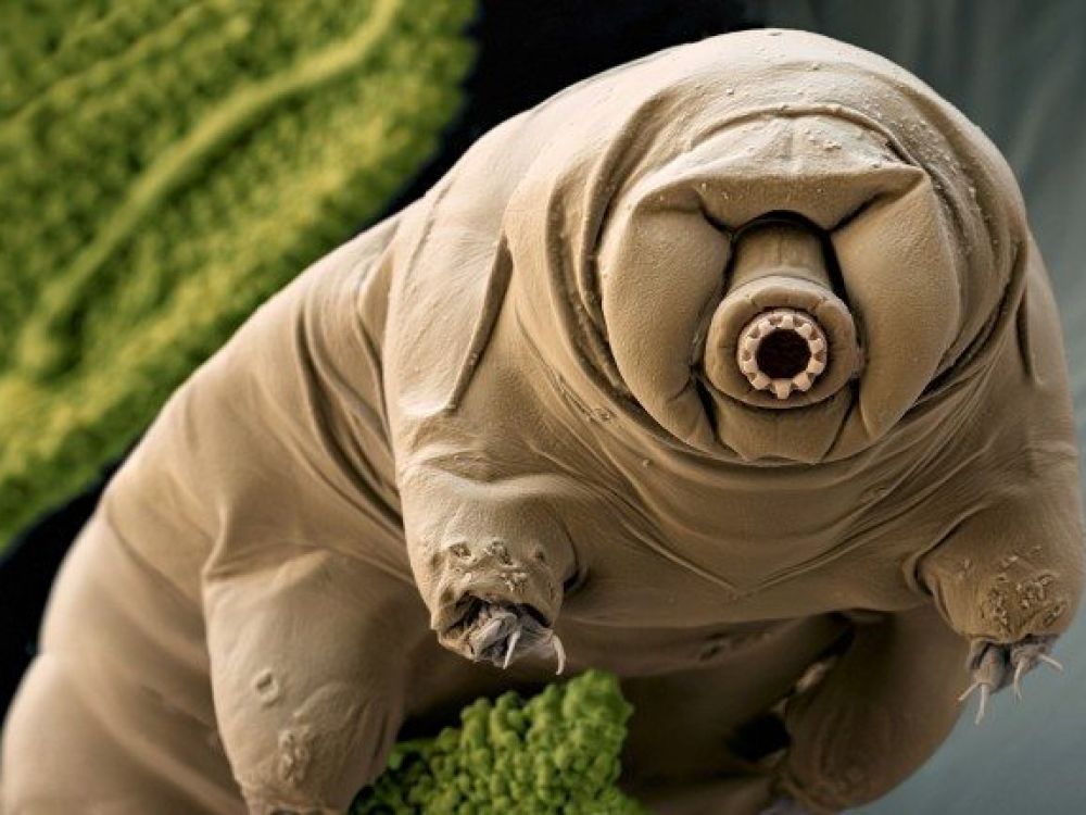 Et si... on envoyait des tardigrades vers des étoiles lointaines grâce à un laser ?