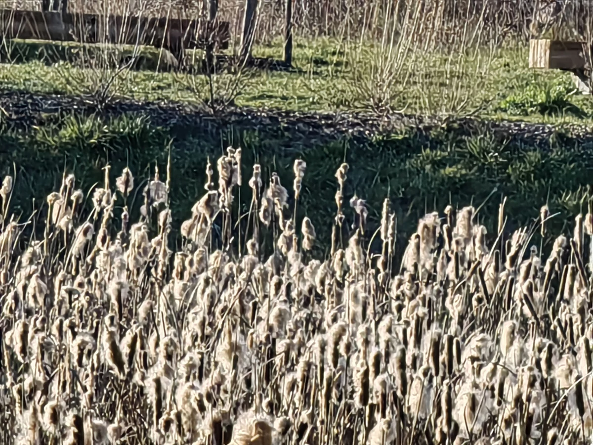 photo sans zoom x30 huawei p50 pro