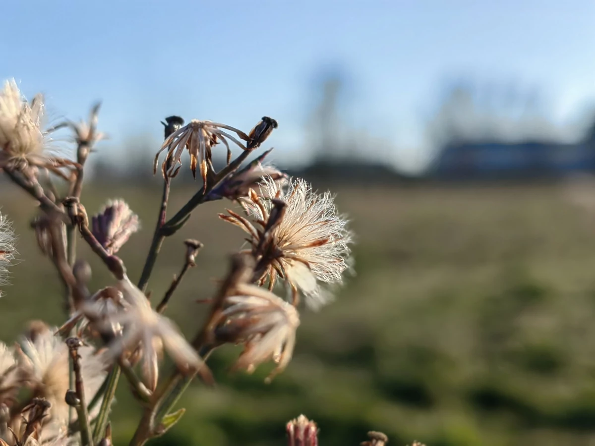 mode ouverture p50 pro
