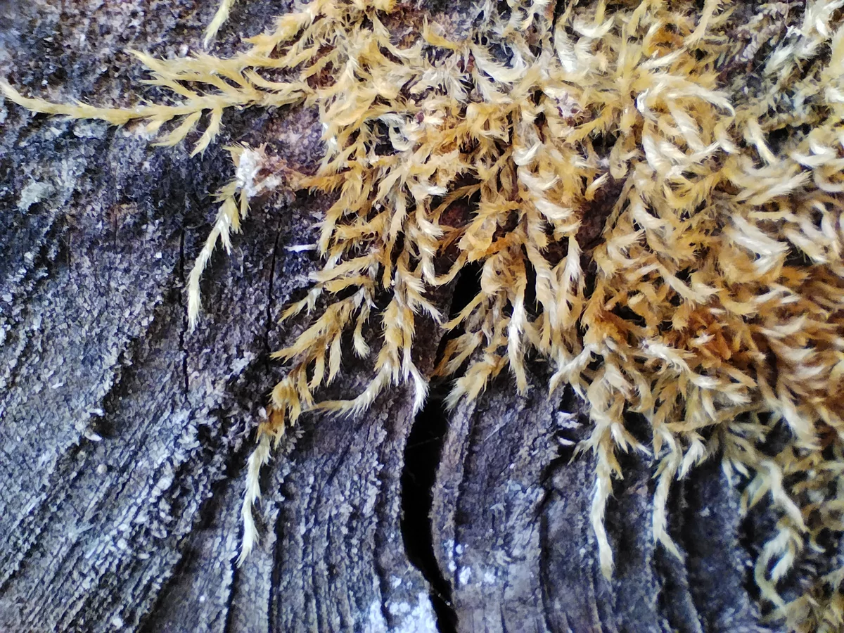 macro poco x4 pro 5g