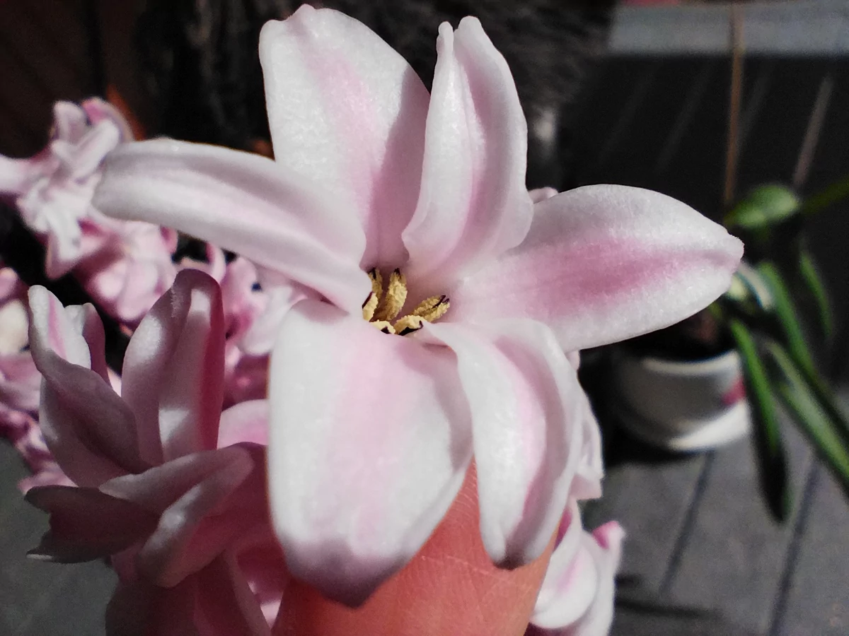 photo macro poco x4 pro 5g