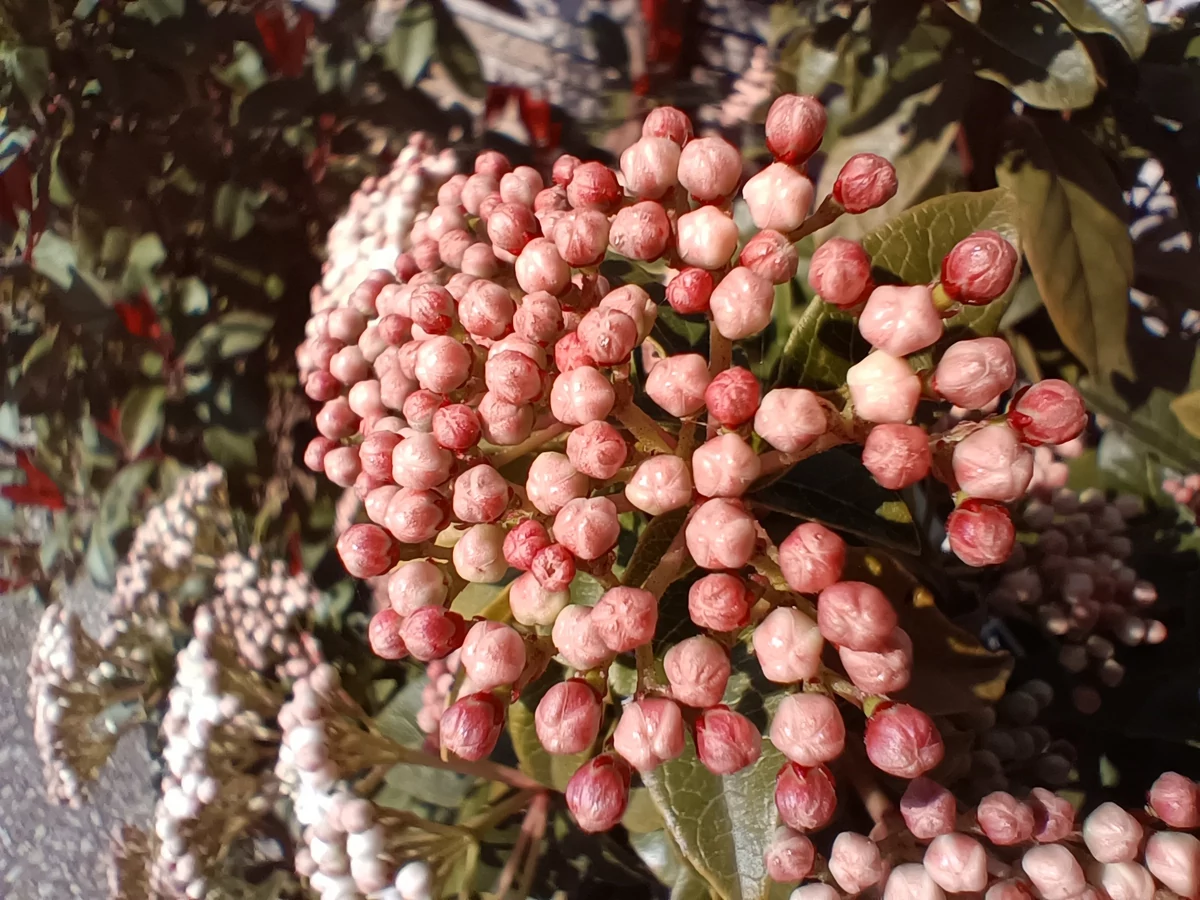 photo macro oneplus nord ce 2 5G