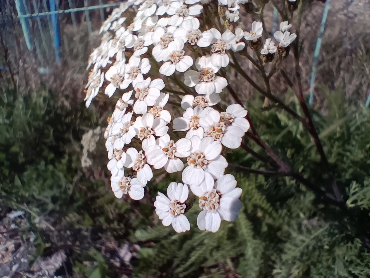 macro oneplus nord ce 2 5G