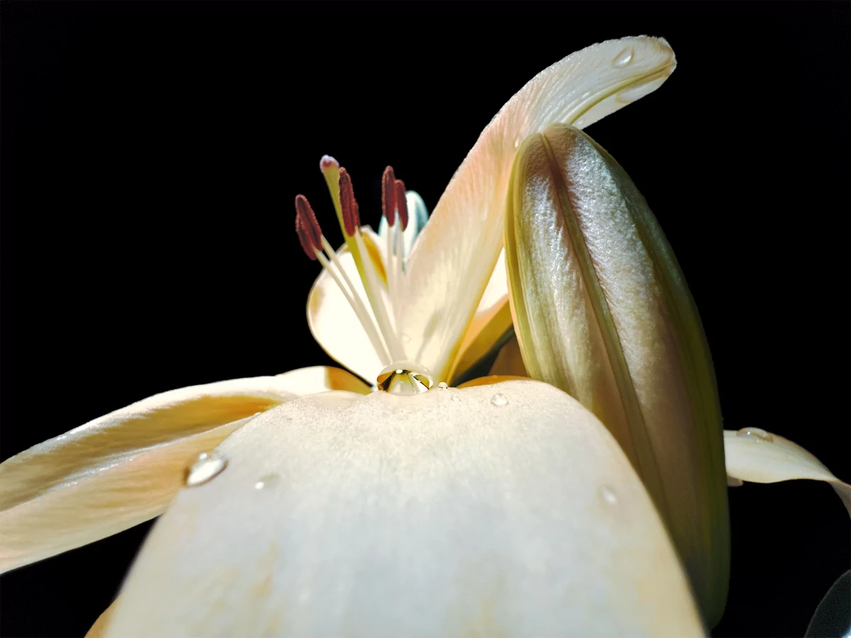 macro5
