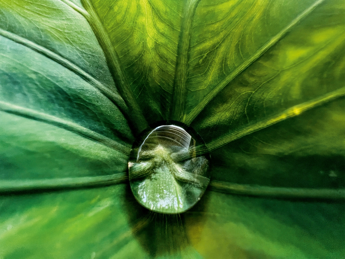 “Hidden Gem” (water bead in leaf) © Jirasak Panpiansin. Photographié avec l&#039;iPhone 13 Pro Max.