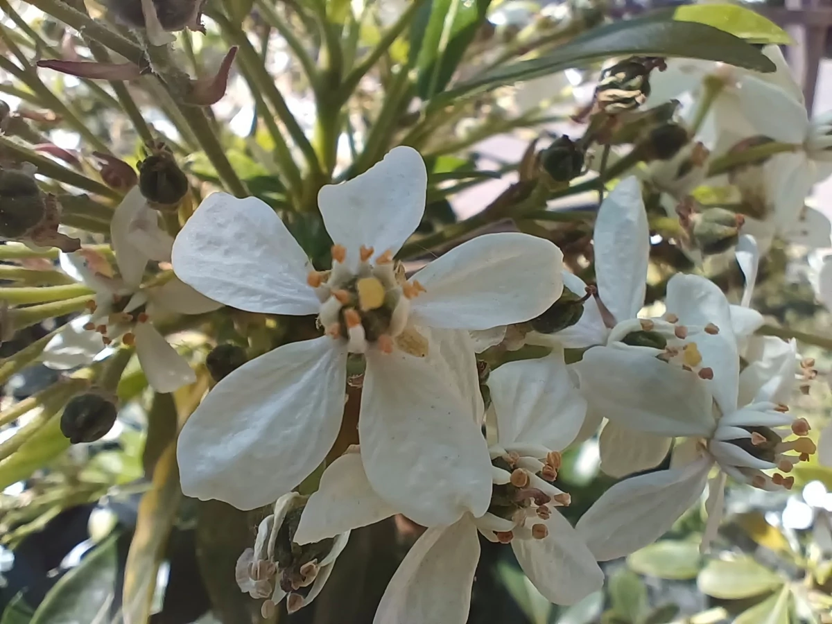 vivo v23 test © © Pierre Crochart pour Clubic
