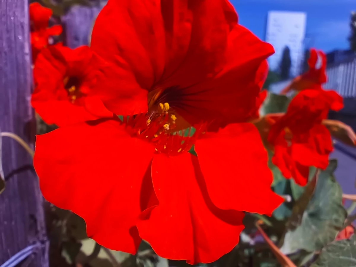 vivo v23 test © © Pierre Crochart pour Clubic