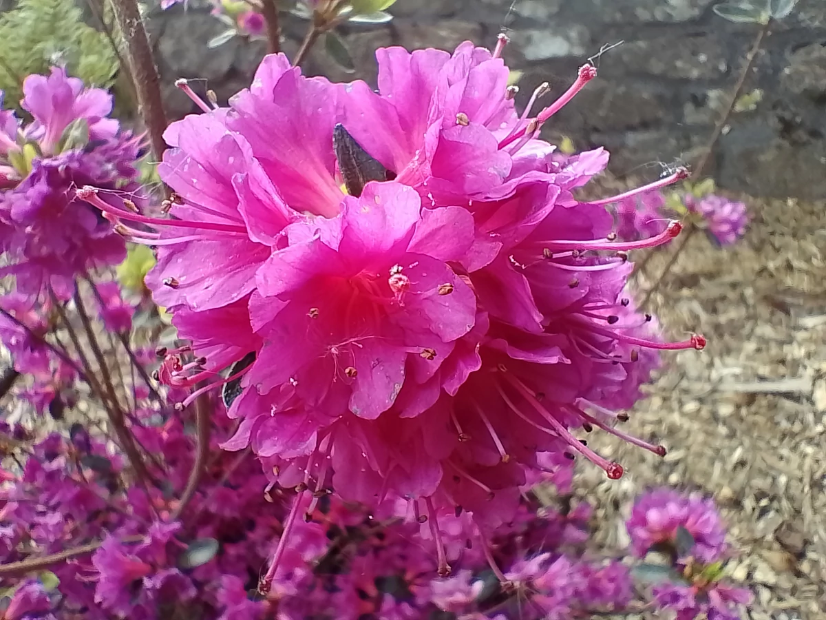 realme c35 macro © Christelle Perret