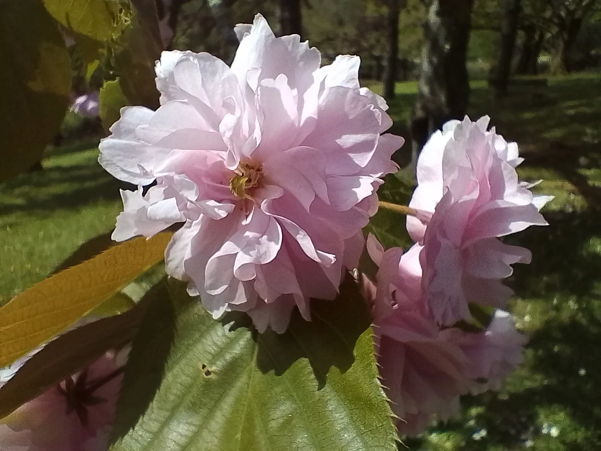 realme c35 macro © Christelle Perret