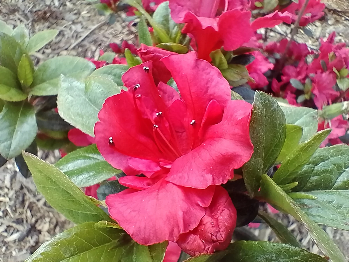 realme c35 macro © Christelle Perret