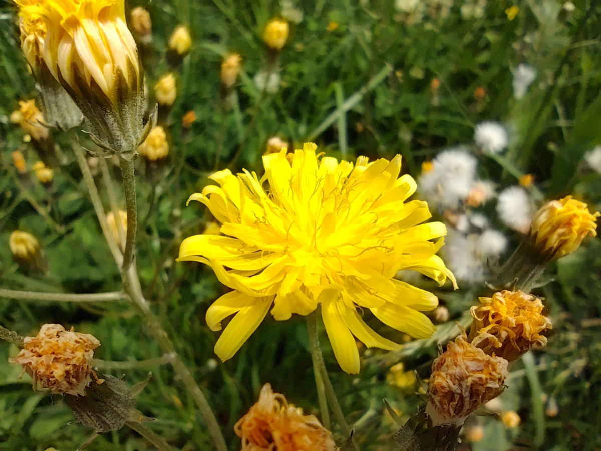 photo macro poco f4 gt