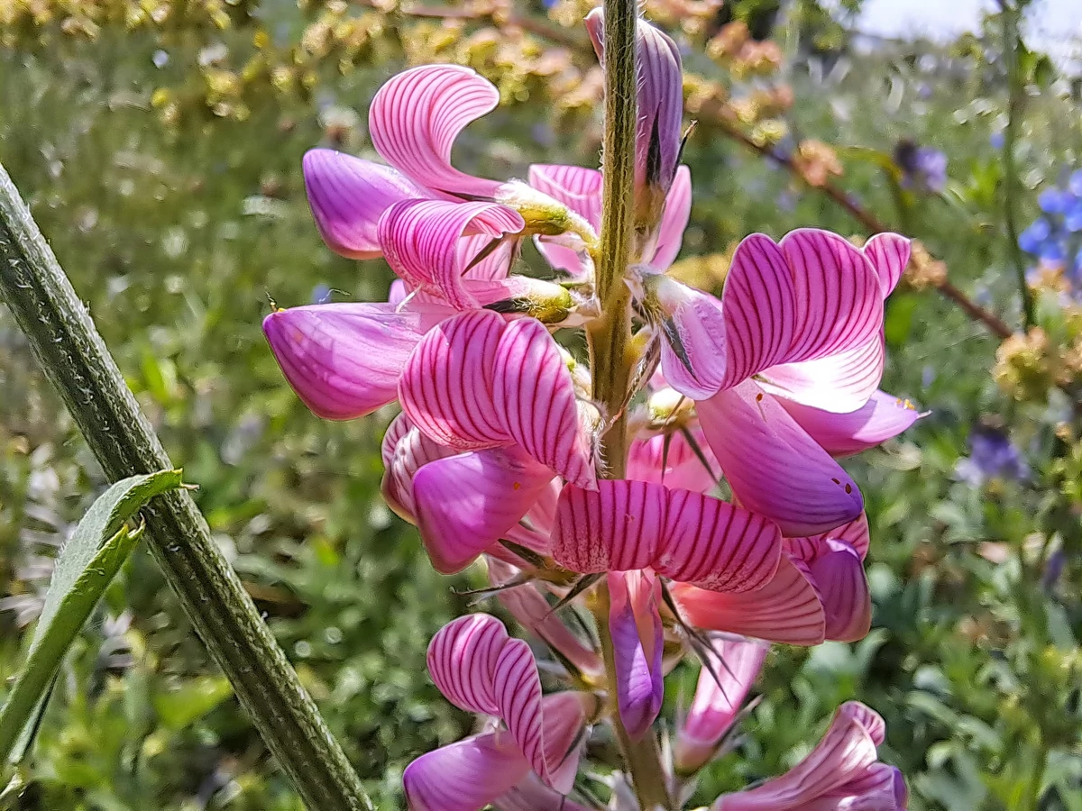 photo macro samsung galaxy A53 5G