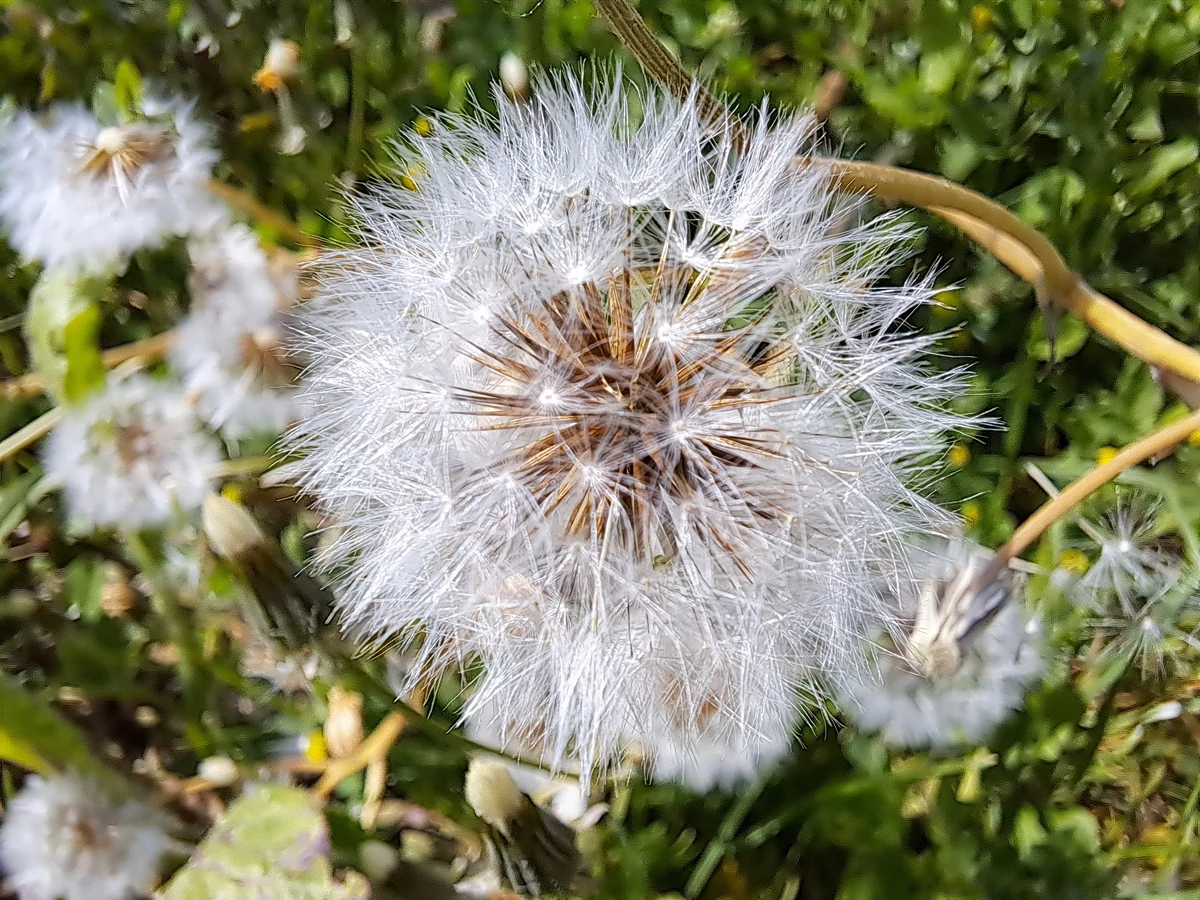 photographie macro samsung galaxy A53 5G