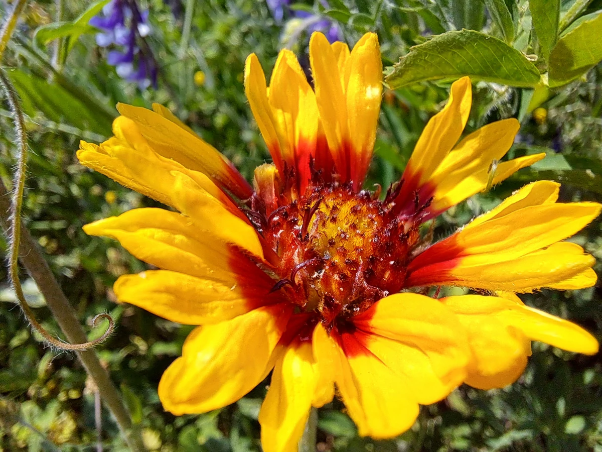 photo macro galaxy A53 5G