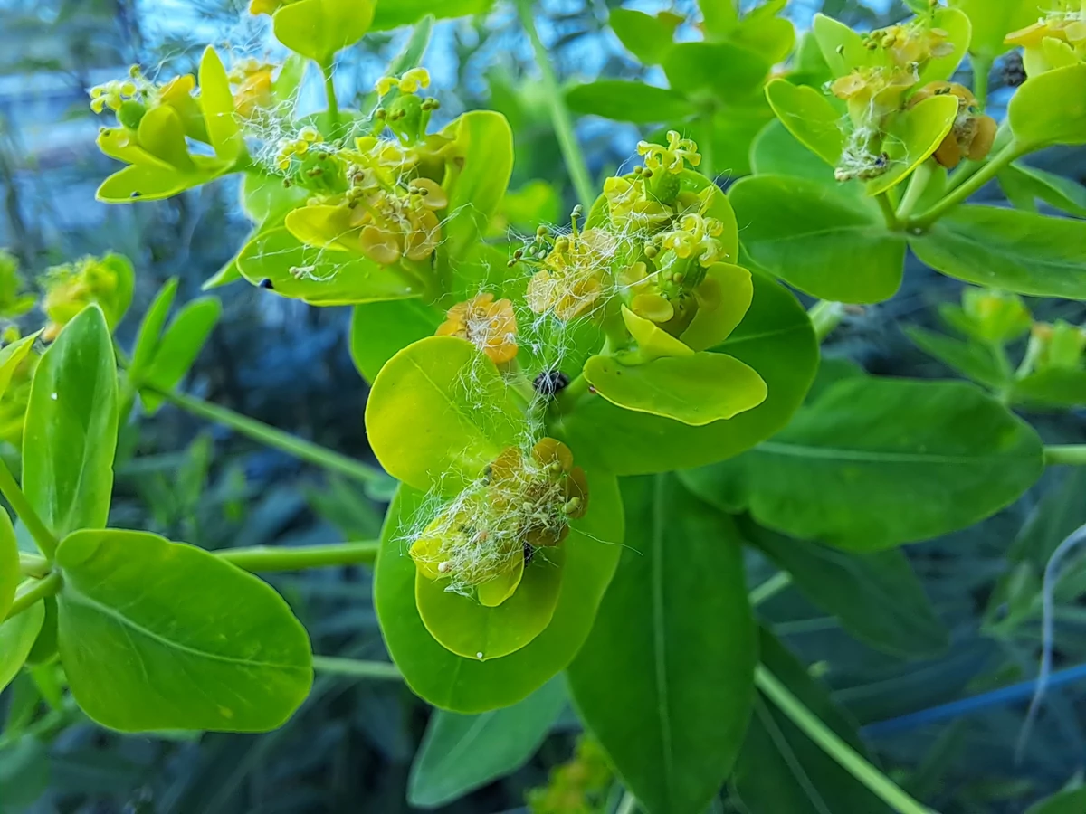 photo macro samsung galaxy a33 5G