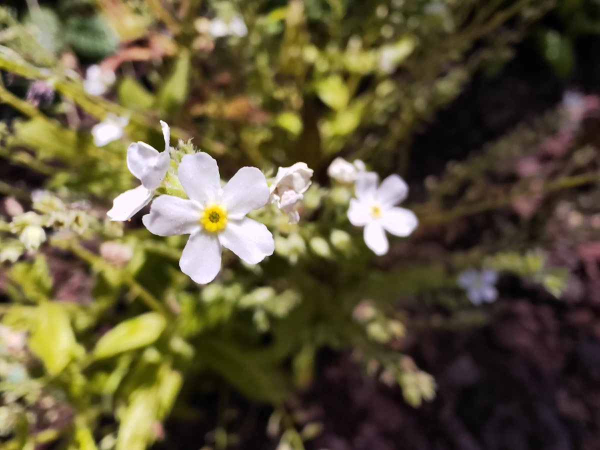 Honor Magic Pro 4 © © Marc Mitrani pour Clubic