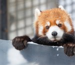 Firefox 106.0.3 : pourquoi (déjà) une nouvelle mise à jour ?