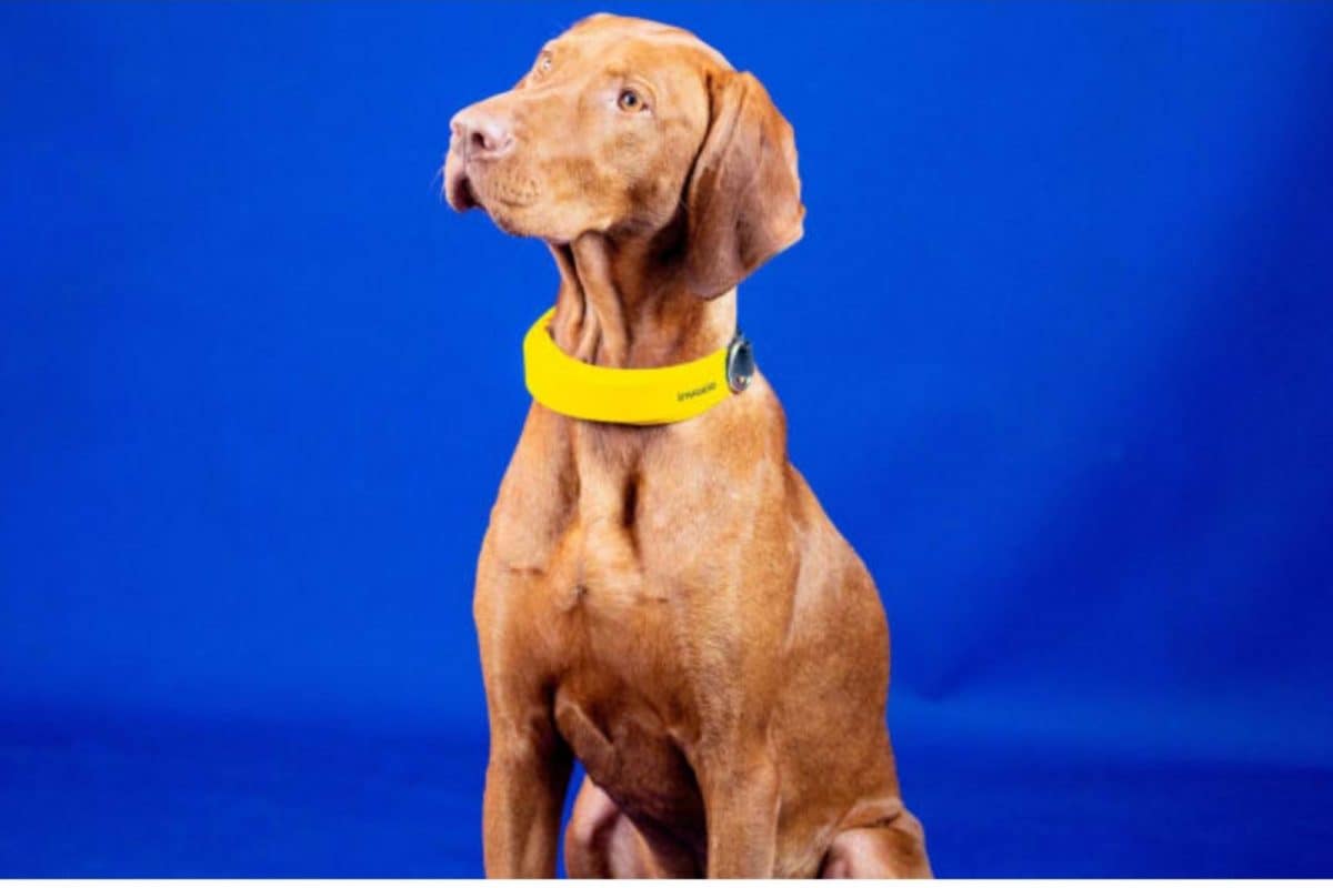 IFA : Invoxia Smart Dog Collar : l'humain a sa montre, le chien a maintenant son collier connecté !