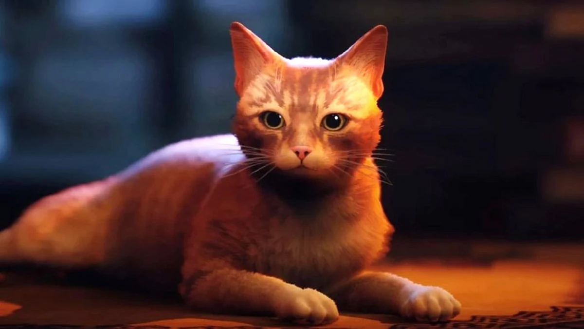 Stray © BlueTwelve Studio