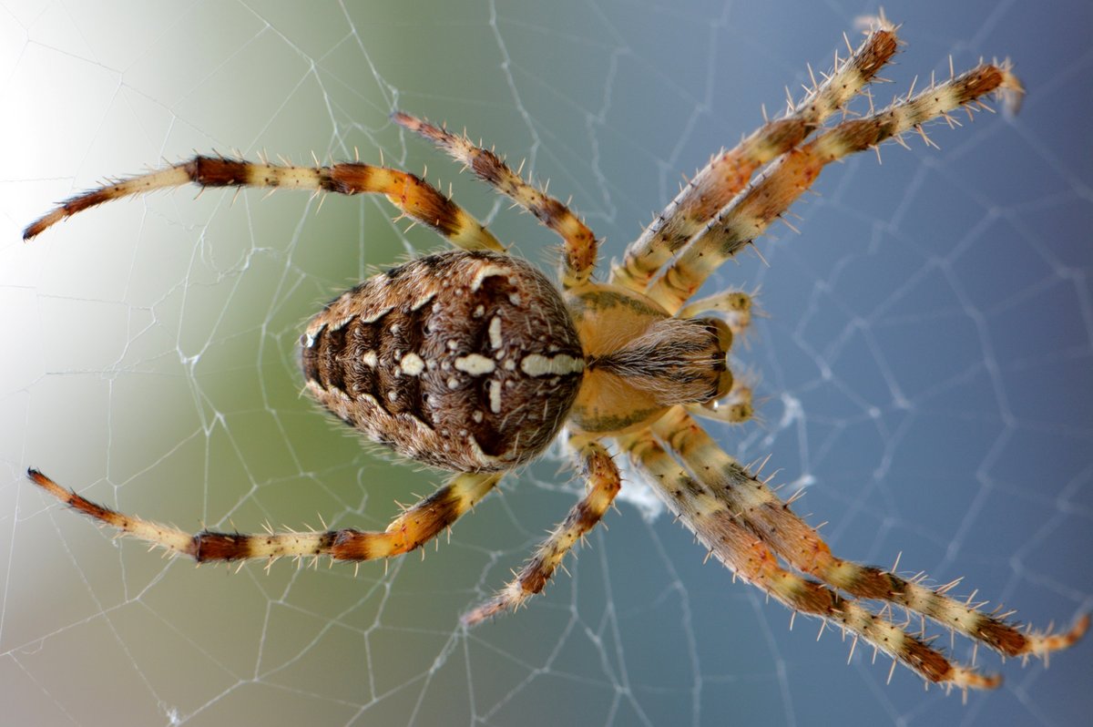 spider © Pixabay