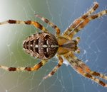Necrobotics : transformer des araignées mortes en robots, la (lugubre) tendance du moment