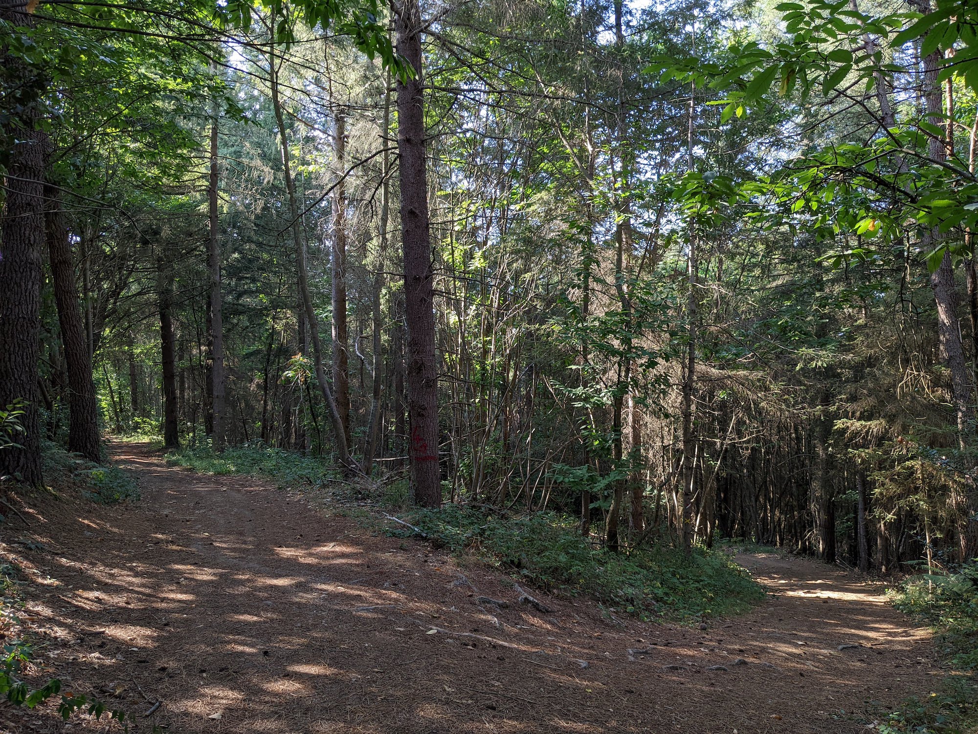 Avec « La forêt de Quoicoubeh », Google Maps déplace des foules d'ados en plein coeur de la Dordogne