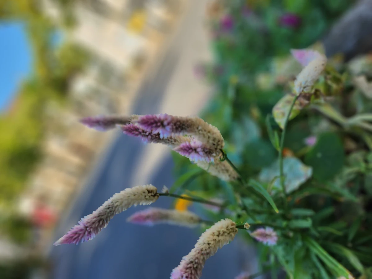 Samsung Galaxy Z Flip 4 © © Marc Mitrani pour Clubic