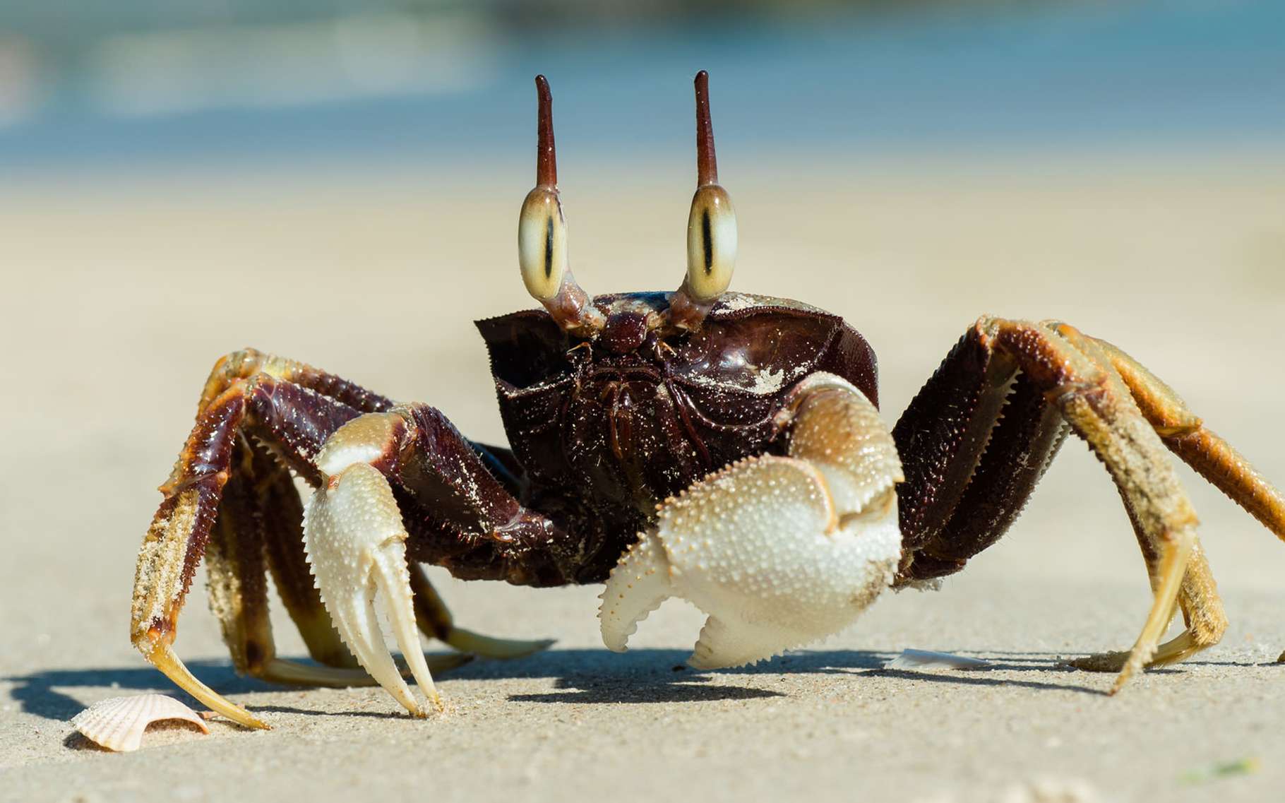 Véhicules électriques : comment les crabes pourraient révolutionner nos batteries (vous avez bien lu)
