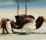 Véhicules électriques : comment les crabes pourraient révolutionner nos batteries (vous avez bien lu)