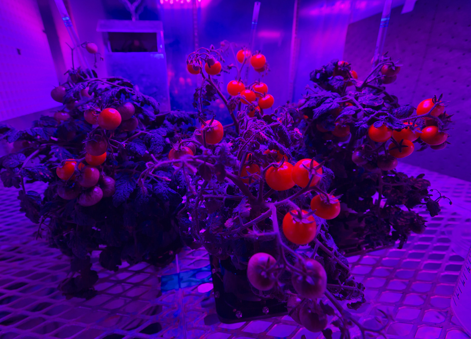 ISS station Veggie tomates cerises 2 © NASA