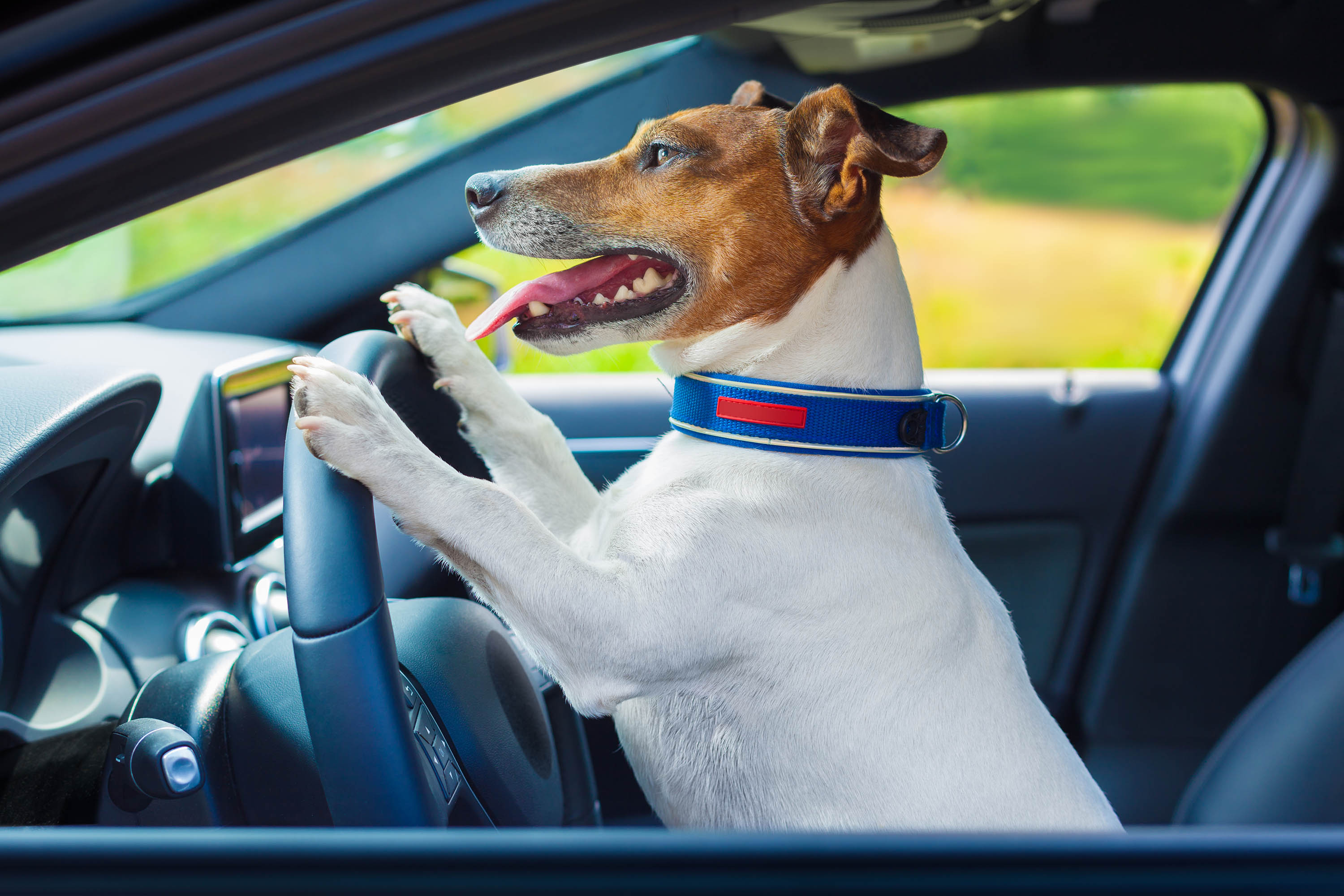 Si les chiens pouvaient décider, ils rouleraient en électrique (selon un étude très sérieuse)