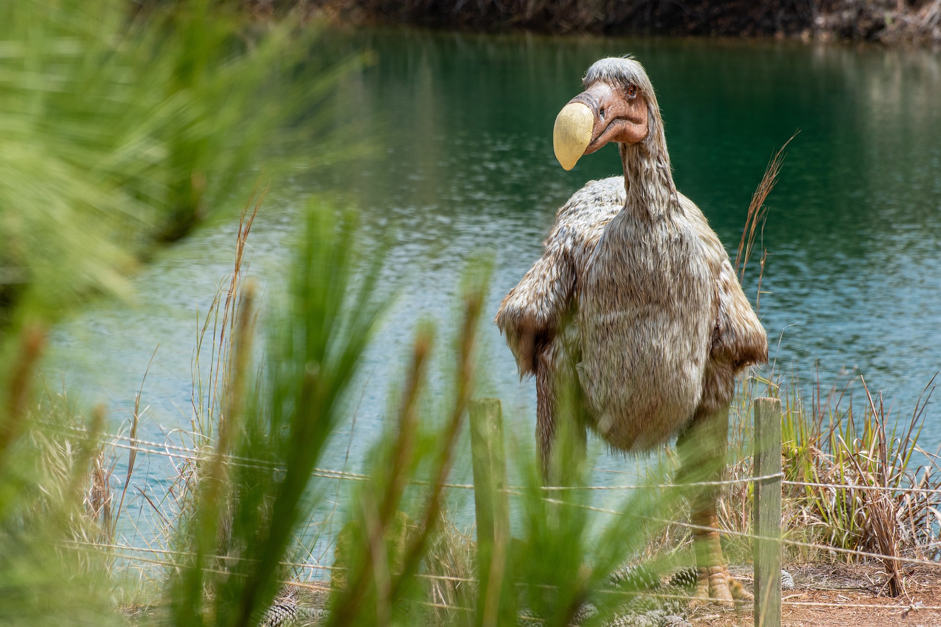 Thylacine, mammouth laineux et dodo : cette entreprise de biotechnologie veut tous les ressusciter