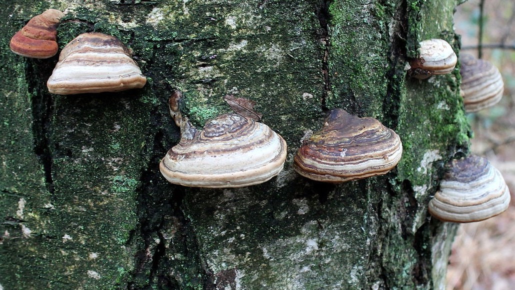 Vous ne rêvez pas : un champignon pourrait un jour remplacer le plastique des pièces de nos appareils électroniques