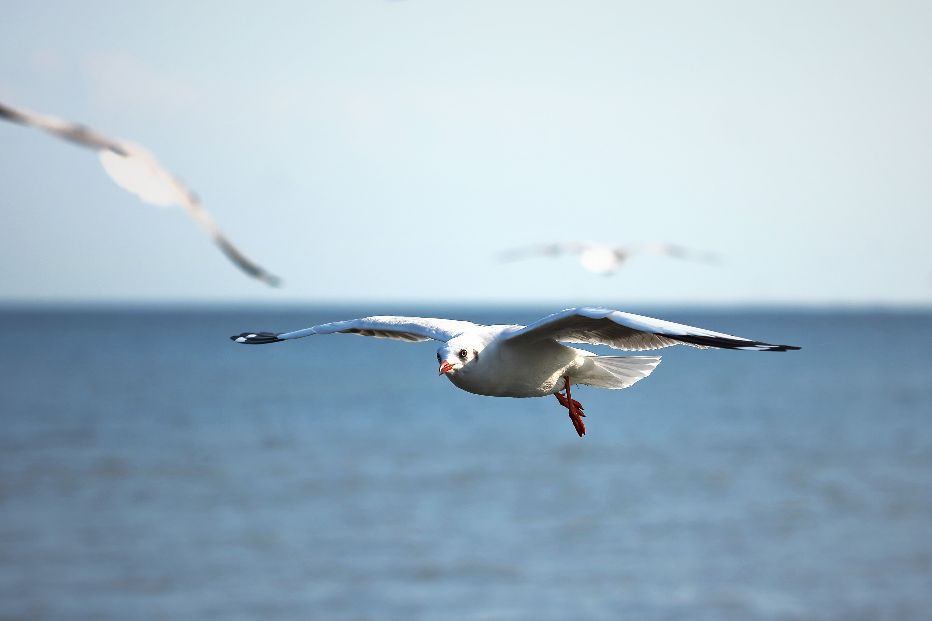 Insolite : quand les mouettes coupent la 4G !