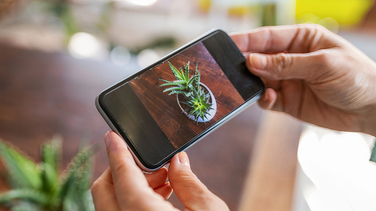Quelles sont les meilleures applications pour identifier une plante ?  Comparatif 2026