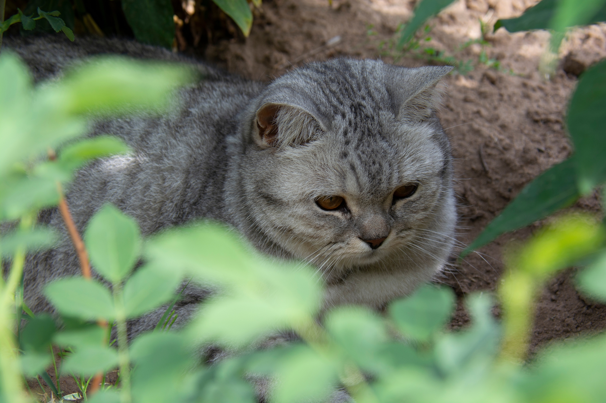 Ceci est une vraie info : des robots tueurs de chats vont envahir l'Australie (avec une bonne raison)