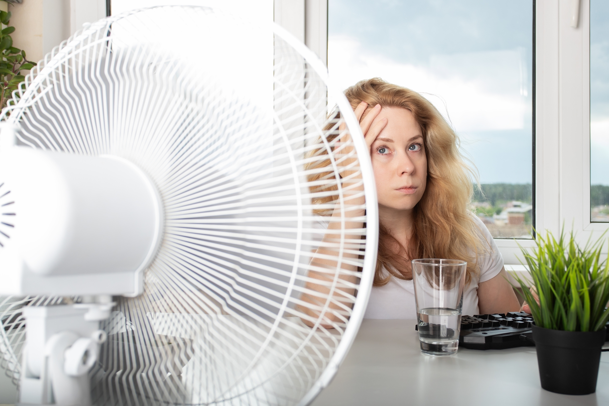 Protection Canicule des Plantes en Pot