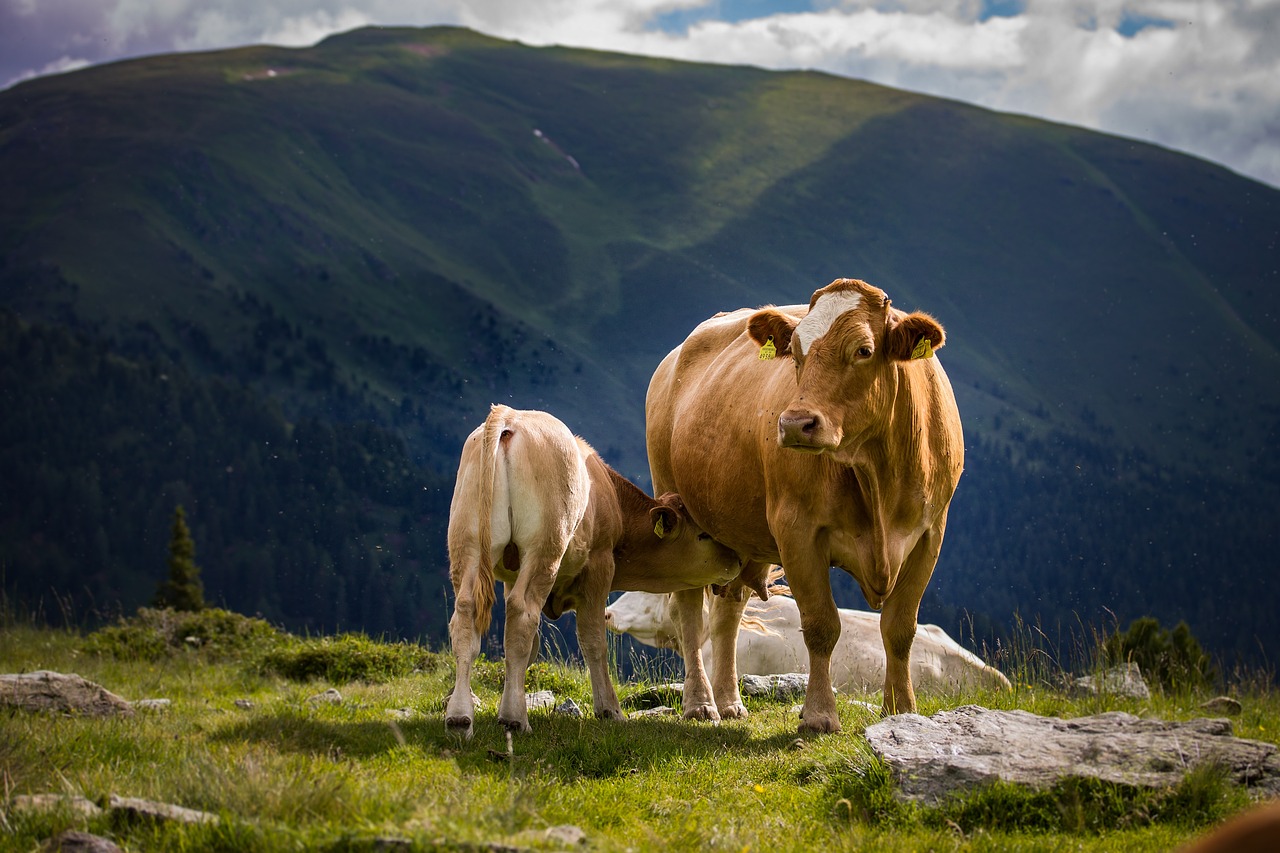 Les vaches sont-elles électrosensibles aux antennes relais ? Le ministère de l'Agriculture lance une enquête jusqu'à fin août