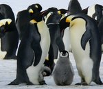 Notre planète en danger : les satellites européens observent la mort de milliers de manchots empereurs en Antarctique