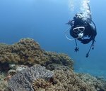 Des robots pour aider à faire revivre les récifs coralliens ?