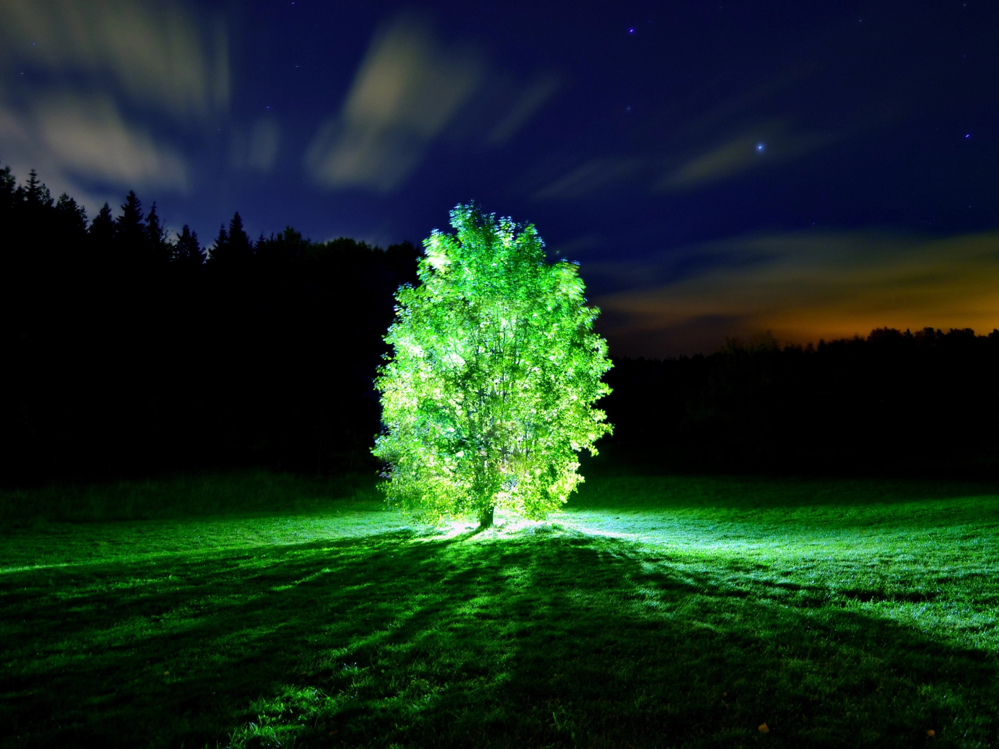 Bientôt des arbres bioluminescents pour un éclairage public écolo ?