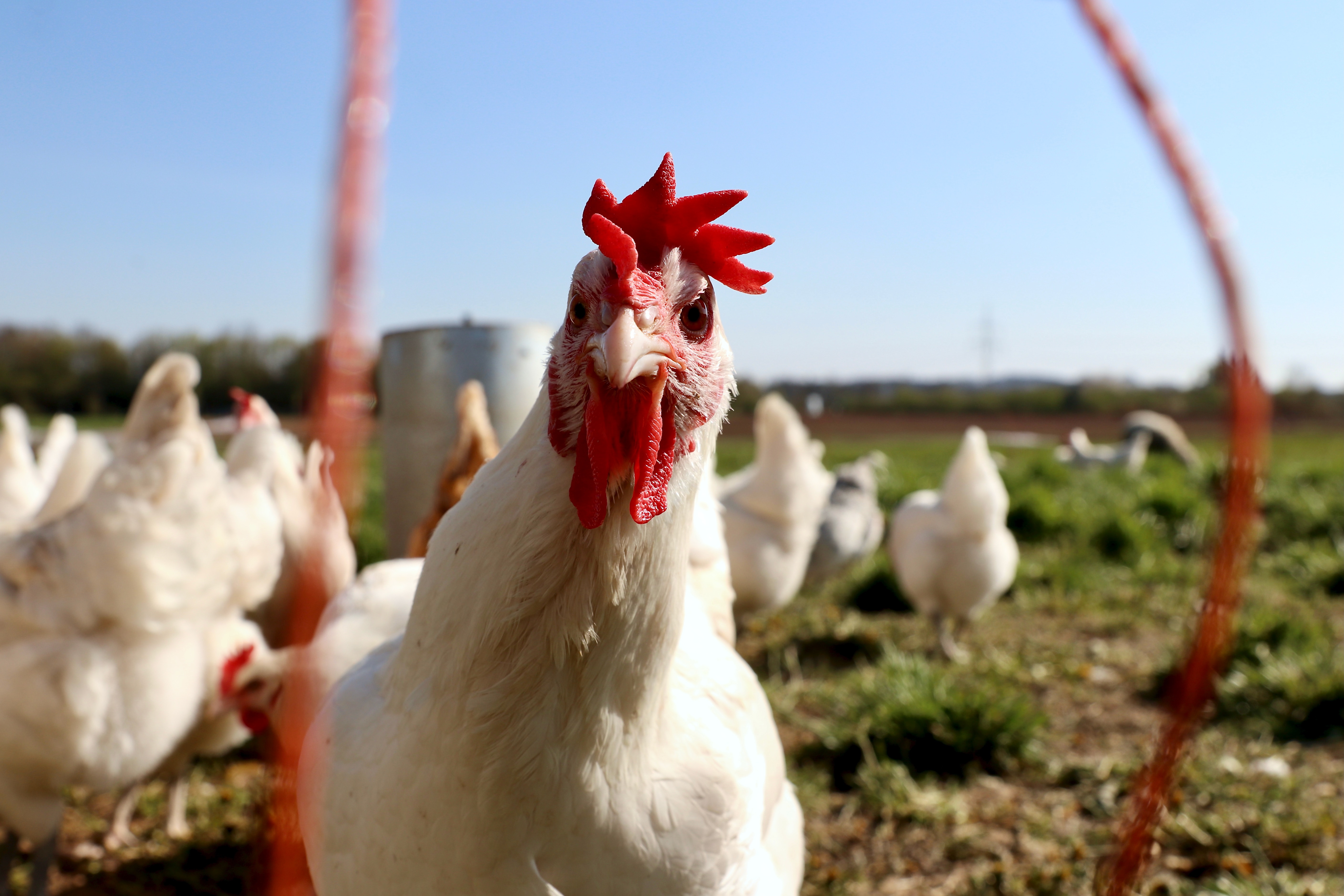 IA : les poules n'ont toujours pas de dents, mais on va bientôt pouvoir communiquer avec elles !