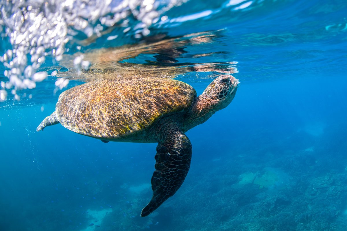 Une tortue verte dans l'océan, ici en Australie © RugliG / Shutterstock